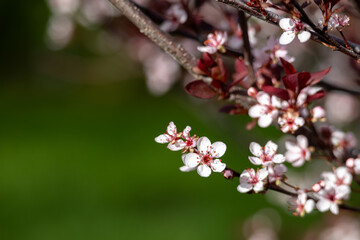 Wall Mural - Full frame macro abstract texture background of flower blossoms on a purple leaf sand cherry bush (prunus cistena)
