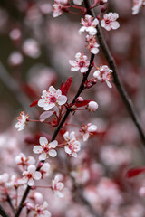 Wall Mural - Full frame macro abstract texture background of flower blossoms on a purple leaf sand cherry bush (prunus cistena)

