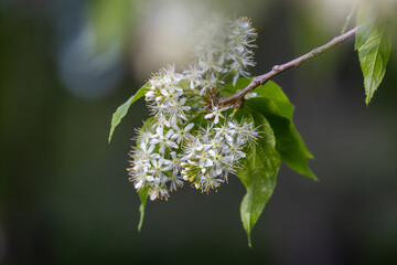 Wall Mural - Full frame macro abstract texture background of delicate white flower blossom clusters on the branch of an Amur cherry tree (prunus maackii)