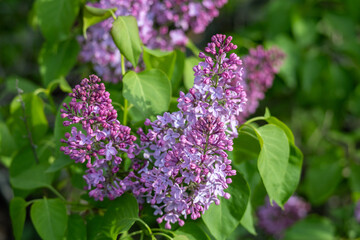 Wall Mural - Full frame macro abstract texture background of flower buds and blossoms emerging on a Persian lilac bush (syringa persica)