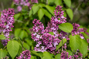 Wall Mural - Full frame macro abstract texture background of flower buds and blossoms emerging on a Persian lilac bush (syringa persica)