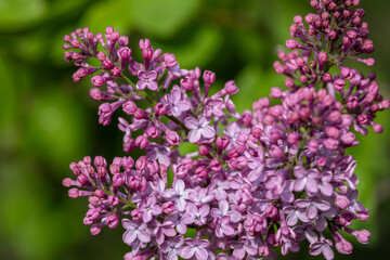 Wall Mural - Full frame macro abstract texture background of flower buds and blossoms emerging on a Persian lilac bush (syringa persica)