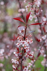 Wall Mural - Full frame macro abstract texture background of flower blossoms on a purple leaf sand cherry bush (prunus cistena)
