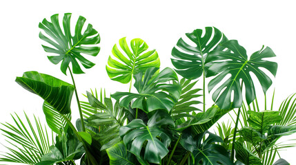 Wall Mural - Green monstera leaves tropical plants bush isolated on white background