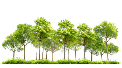 Wall Mural - Green trees isolated on white background