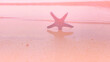 Blue Starfish on the beach with sunset scene