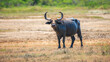 Wild water buffalo (Bubalus bubalis) also called Asian buffalo or Asiatic buffalo standing on a field and looking at the camera, natural habitat shot from the Yala National Park.