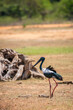 Black-necked Stork at Yala National Park. The largest and rarest bird in Sri Lanka.