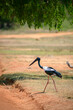 Black-necked Stork, rare sighting at Yala National Park. The largest bird in Sri Lanka.