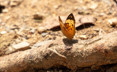 Poster - Butterflies sit on the ground in nature