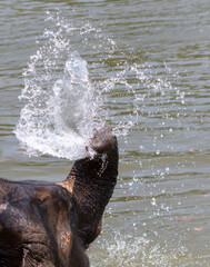 Canvas Print - An elephant bathes in the river. Close-up