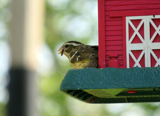 Canvas Print - grosbeak snack