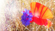 Backlit corn poppy and batchelor's button. Red and blue flower with lens flare