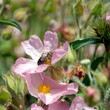 A bee gathering nectar from (Cistus x lenis) Pink Rock bush 'Grayswood Pink'  flower with pale pink petals with white centers and yellow stamens above a hairy green foliage
