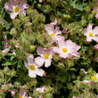 Cistus lenis or Rock rose 'Grayswood Pink'. Ornamental shrub with abundant bowl-shaped flowers with light pink petals, white centers, yellow stamens and simple, opposite, gray-green hairy leaves
