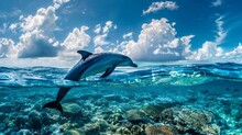 Above And Below Surface Of The Caribbean Sea With Coral Reef And Dolphin Underwater And A Cloudy Blue Sky