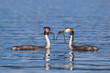 Great crested grebes (Podiceps cristatus) perform their mating ritual on a lake
