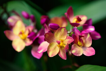 Wall Mural - Beautiful pink orchid flower decoration in the tropical garden