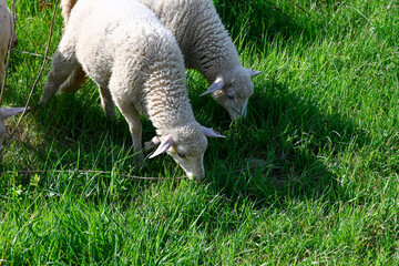 little lambs graze on a green meadow