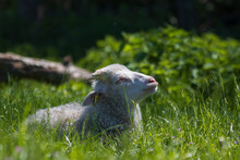 Junges Schaf Sitzt Beim Wiederkäuen Im Gras Und Genießt Die Sonne. Im Frühling.