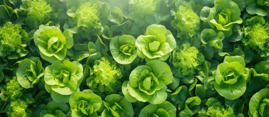 Canvas Print - Aerial view of a lettuce garden with a copy space image for adding text