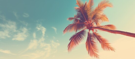 Sticker - A tropical palm tree against a sunny sky background with space for adding a personal touch Perfect for conveying ideas of summer vacations and exploring nature The vintage tone filter adds a nostalgi