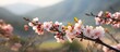 A beautiful nature scene showing an apricot tree in full bloom with spring flowers on the branches The image has a shallow depth of field creating a captivating and visually pleasing copy space image