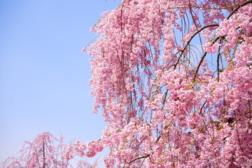 Pink Cherry Blossom in Japan - 日本 ピンク色 しだれ桜の花