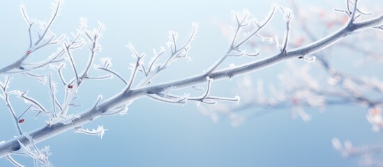 Wall Mural - Frost covered tree branch with ample copy space image