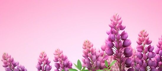 Poster - Summer banner featuring beautiful purple lupine flowers on a pink background creating a captivating copy space image