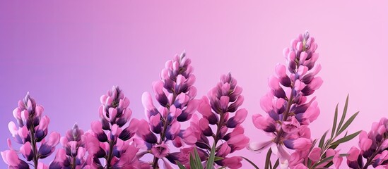 Poster - Summer banner featuring beautiful purple lupine flowers on a pink background creating a captivating copy space image