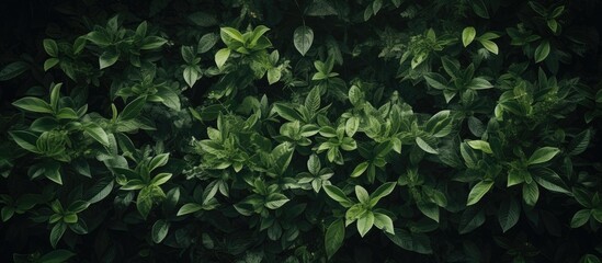 Aufkleber - Flatlay copy space image featuring a frame made of lush green leaves in the background