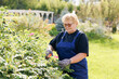 Happy senior woman gardener working with scissors in garden. Female farmer cutting hedge with clippers