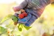 Closeup hand of gardener, care for berries of raspberries plants in garden farm
