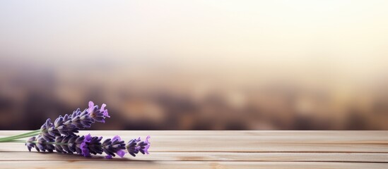 Poster - A copy space image showcases a lavender flower in vibrant purple beautifully displayed on a rustic white wooden surface