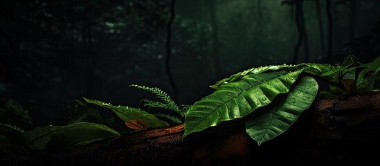 Leinwandbilder - A copy space image showcasing the leaf texture in the forest against a dark and natural background