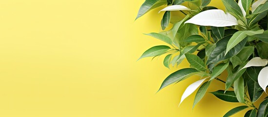 Poster - A copy space image showing vibrant green leaves of a tropical climbing plant in the spring and summer set against a yellow and white abstract background
