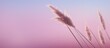 There is a picture of a pink reed with empty space around it. Creative banner. Copyspace image