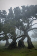 Foggy mistical Fanal Forest in Madeira Island, Portugal
