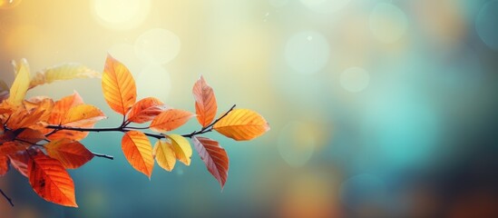 Aufkleber - Autumn time with a picturesque background of beautiful colorful tree leaves in a natural setting creating a vibrant copy space image