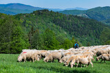 Fototapeta  - Traditional sheep pasture on meadow in Pieniny Mountains in Poland. Sheeps springtime grazing.