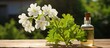 A white potted Citronella Geranium plant sits next to a brown bottle of essential oil There is plenty of copy space available in the image