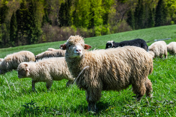 Wall Mural - Traditional sheep pasture on meadow in Pieniny Mountains in Poland. Sheeps springtime grazing.