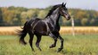 Dark colored equine trotting in the field