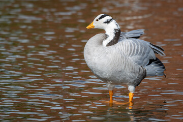 Aufkleber - A close up of a bar headed goose, Anser indicus, as it stands in the shallow water of a pool