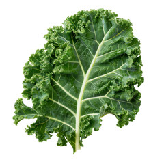 Kale isolated on white background.
