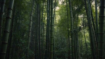 Wall Mural - photo of a bamboo forest that looks beautiful and calming made by AI generative