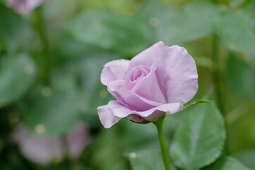 Wall Mural - 新緑と色鮮やかな薔薇の花