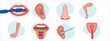 Arm, leg, tongue, mouth, nose, hand, human body parts vector illustration