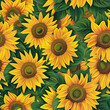 Vibrant Sunflower Pattern, Bright Yellow, Floral Illustration Background
